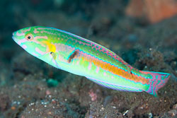 BD-130329-Tulamben-7890-Halichoeres-zeylonicus-(Bennett.-1833)-[Goldstripe-wrasse].jpg